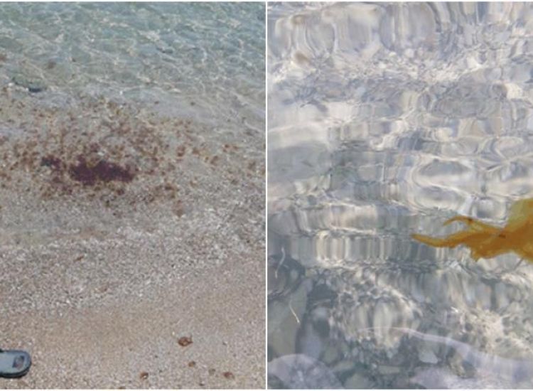 Πρωταράς: Αυτές οι παραλίες έχουν καθαριστεί από τις μέδουσες