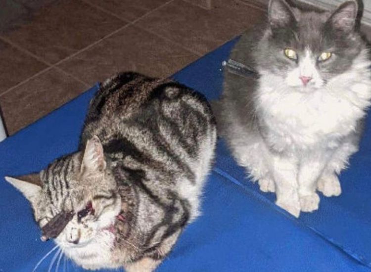 Περνέρα: Πυροβόλησαν πέντε γάτες με οπλότοξο - Η καταγγελία του Κόμματος για τα Ζώα
