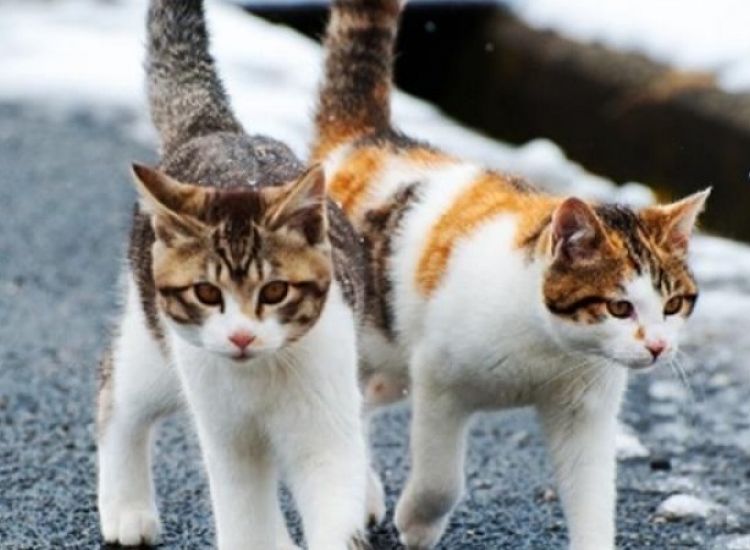 Συνάντηση Καρούσου-Κόμματος για τα Ζώα με αφορμή δηλητηριάσεις γάτων
