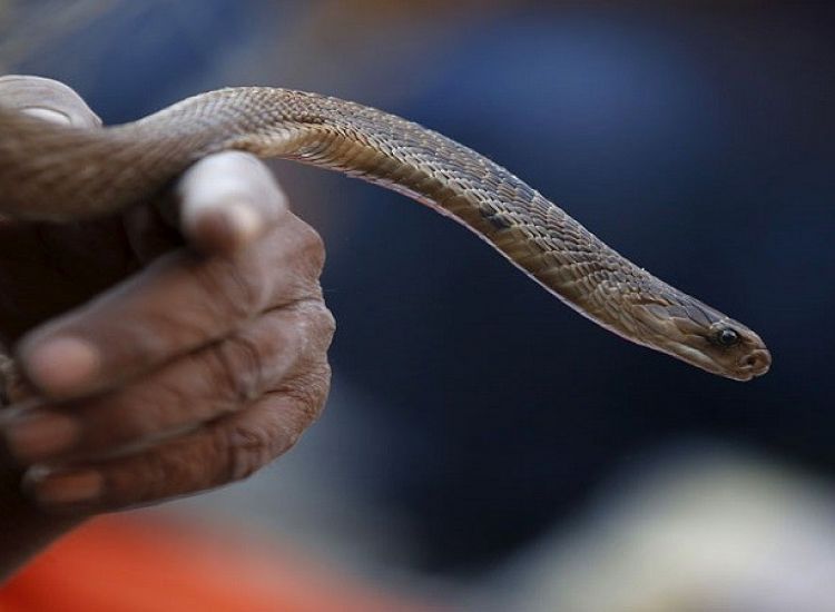 Άνδρας δάγκωσε φίδι και το σκότωσε- Νοσηλεύεται κρίσιμα στο νοσοκομείο