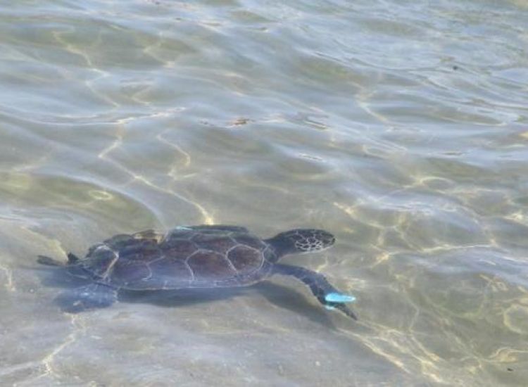 Τα πρώτα γεννητούρια από πράσινες χελώνες σε παραλία της Αγίας Νάπας (φωτογραφία)