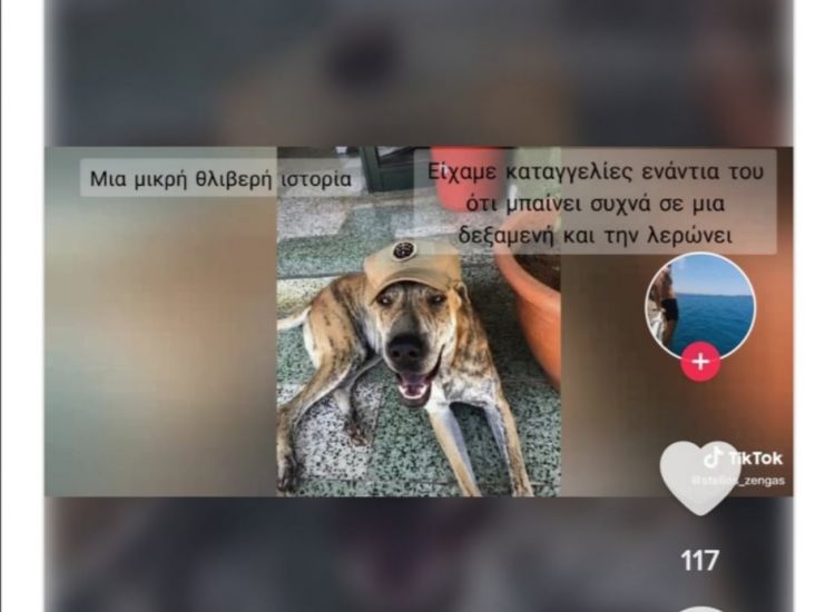 Κακοποίηση σκύλου Αγ. Νάπα: Στρατιώτες δημιούργησαν ένα συγκινητικό βίντεο για τον Μπρούνο