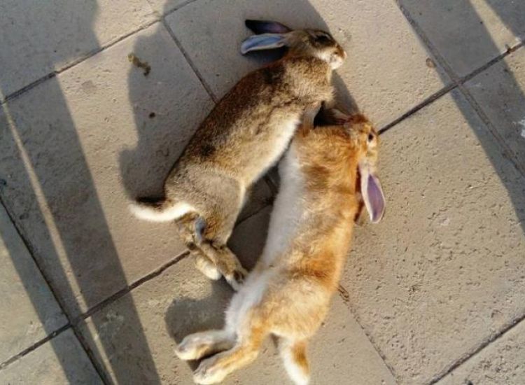 Λύκειο Παραλιμνίου: Νέες φωτογραφίες από τα νεκρά ζώα