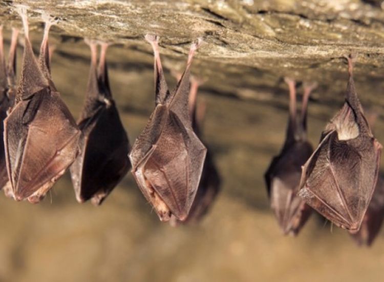 Έρευνα-Covid19: Άρρωστες νυχτερίδες κρατούν αποστάσεις να μην κολλήσουν άλλες