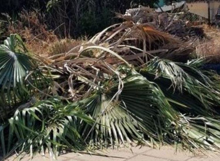 Παραλίμνι: Εκτός κινδύνου η 69χρονη που τραυματίστηκε από την πτώση φοινικόδεντρου (pics)