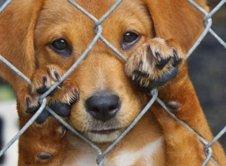 27 καταγγελίες φέτος για κακοποίηση ζώων