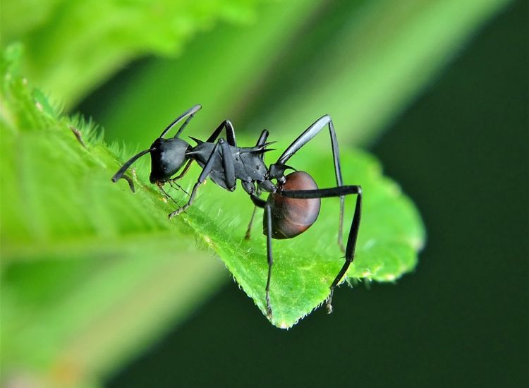 Μυρμήγκια "έχτισαν" γέφυρα για να επιτεθούν σε φωλιά με σφήκες (video)
