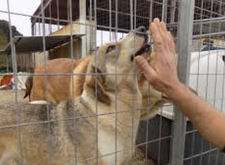Κρούσμα θανατηφόρας ασθένειας σε καταφύγιο σκύλων στην Ορόκλινη