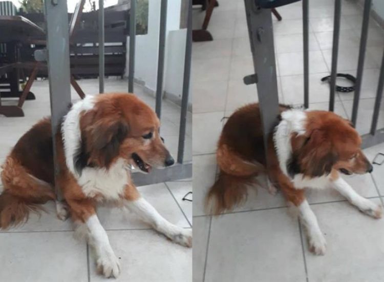 Κύπρος: Σκύλος εγκλωβίστηκε στα κάγκελα σπιτιού