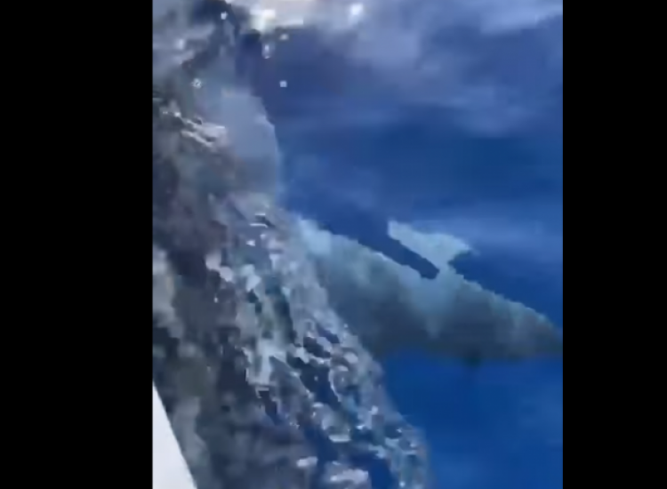 Κύπρος - Εντυπωσιακό βίντεο: Καρχαρίας κολυμπάει δίπλα από βάρκα