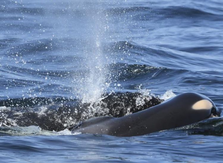 Ο συγκλονιστικός αποχαιρετισμός μίας φάλαινας Όρκα (ΒΙΝΤΕΟ)