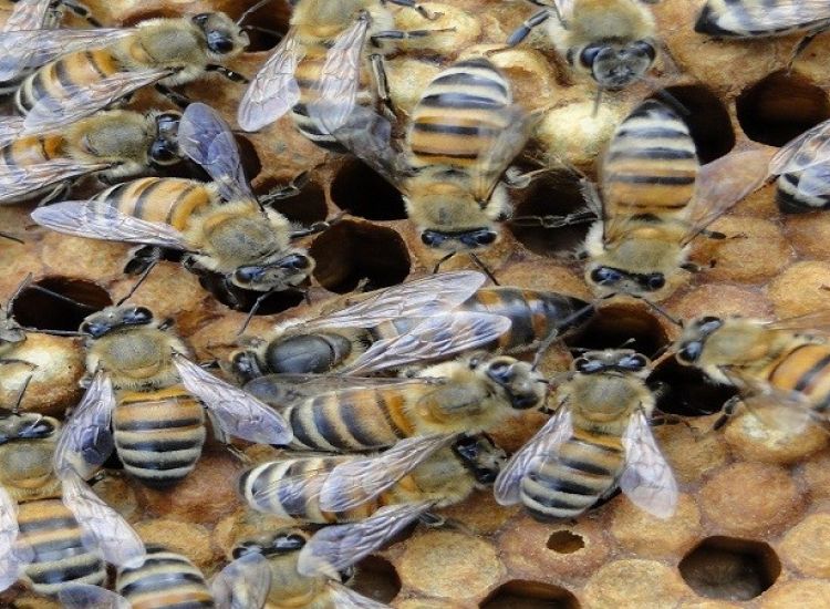Έρευνες για το δηλητήριο της μέλισσας στην Κύπρο