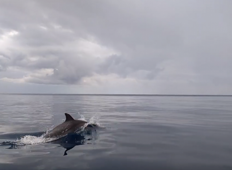 Αγ. Νάπα: Ωραίες εικόνες με δελφίνι να βολτάρει μπροστά από Submarine