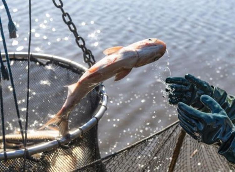 Αγία Νάπα: Εννιά καταγγελίες για παράνομο ψάρεμα