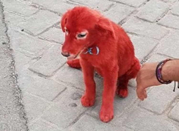 Εικόνες-σοκ στη Χαλκίδα: Έβαψαν σκυλάκι με κόκκινη βαφή μαλλιών και το παράτησαν στους δρόμους!