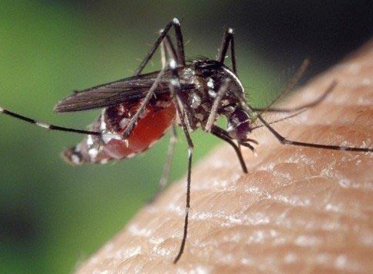 Ανησυχία για τα επικίνδυνα κουνούπια Aedes