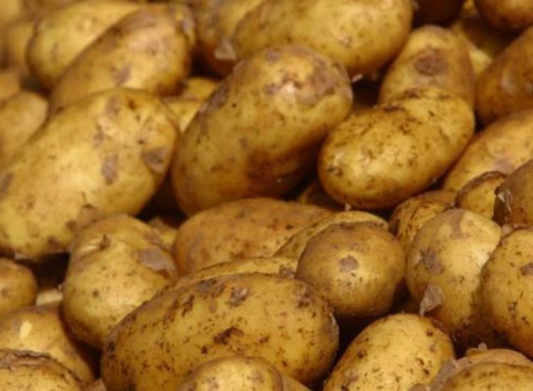 Υπουργικό: Καταβολή αποζημιώσεων για τις πατάτες