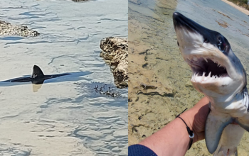 Νεογνό καρχαρίας (τουνόσκυλος) στα νερά της Αγ.Νάπας (ΦΩΤΟΣ)