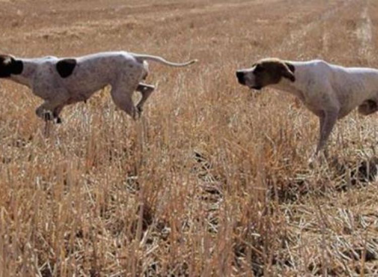 Επ. Αμμοχώστου: Έκλεψαν επτά σκύλους από περιβόλι