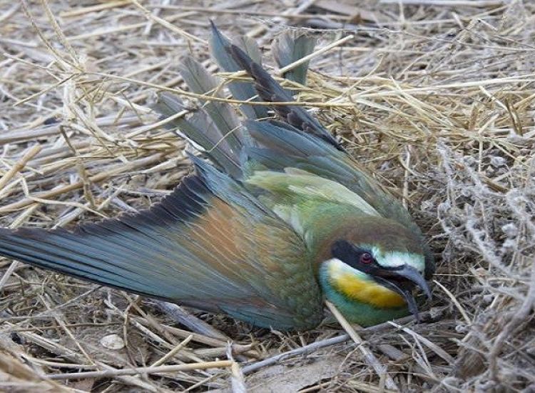 Αμμόχωστος: Οργή του CABS για τη θανάτωση πουλιών