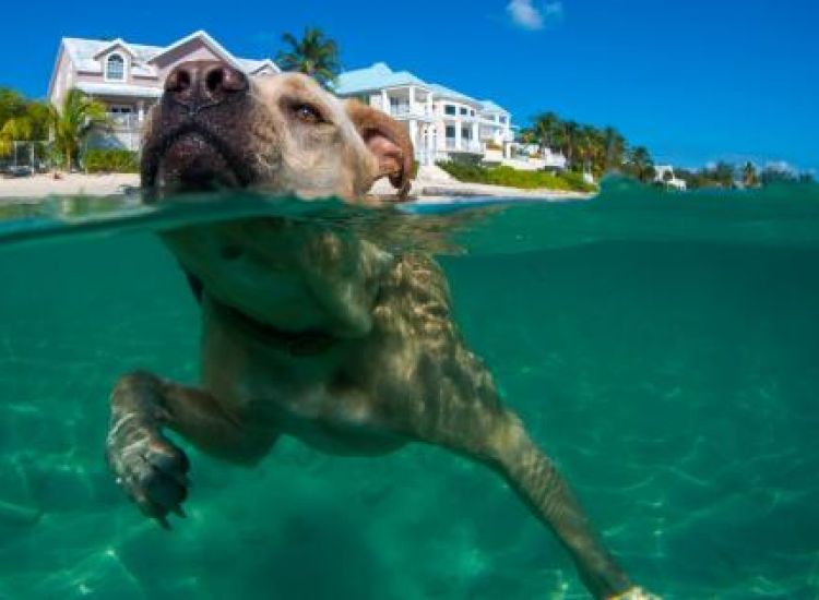 Παραλίμνι: Σ' αυτή την παραλία επιτρεπονται σκύλοι