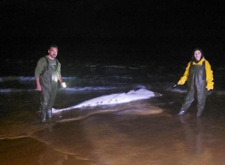 Ξεβράστηκε νεκρή φάλαινα στα κατεχόμενα (εικόνες)