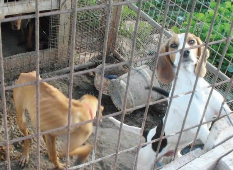 Απόσυρση του περί σκύλων νομοσχεδίου ζητά το κίνημα κυνηγών