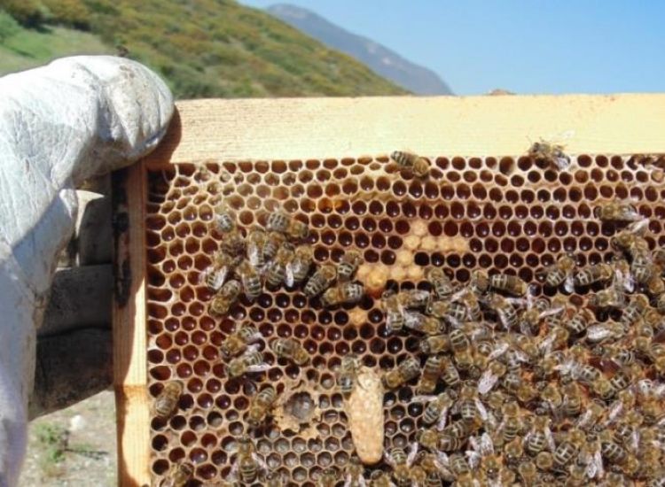 Δήμαρχος Δερύνειας: Aξιοποίηση περιοχής πλησίον Νεκρής Ζώνης για μελισσοκομία