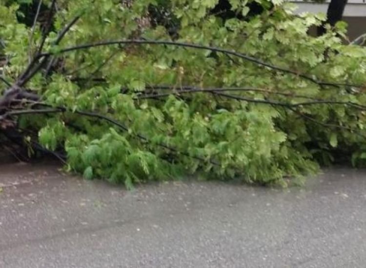Παραλίμνι: Δέντρο έπεσε πάνω σε αυτοκίνητο