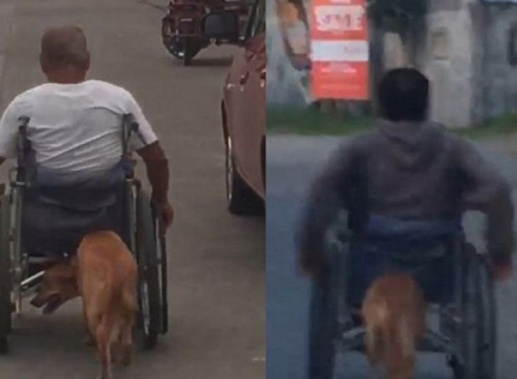 Πιστός σκύλος βοηθάει το αφεντικό του που είναι καθηλωμένο σε αναπηρικό αμαξίδιο