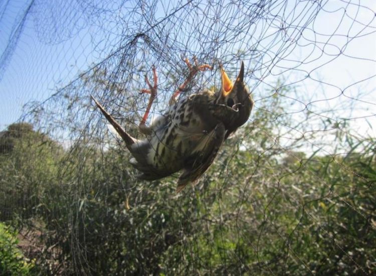 Με τα αμπελοπούλια στην Κύπρο ασχολείται το βρετανικό Υπουργείο Άμυνας