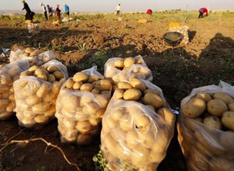 Αμμόχωστος: Κίνδυνος για τις πατάτες