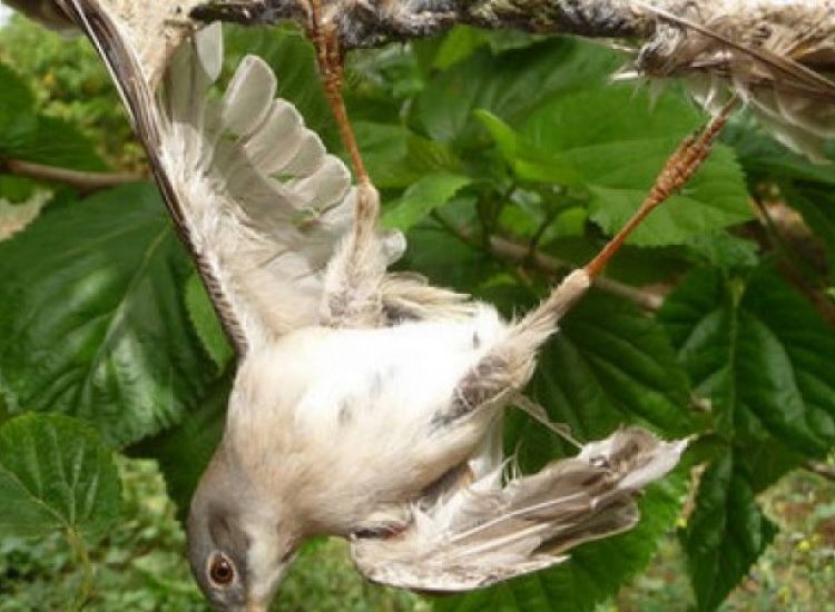 Αμμόχωστος: Πρώτη στην παράνομη παγίδευση πουλιών