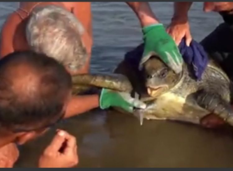 Αγία Νάπα: Τρία άτομα έσωσαν θαλάσσια χελώνα (video)