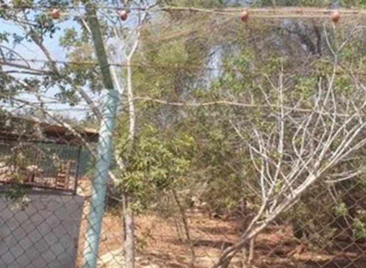 Επ. Αμμοχώστου: Καταγγελίες για παγίδευση ερπετών και πουλιών με δίκτυα ψαρέματος