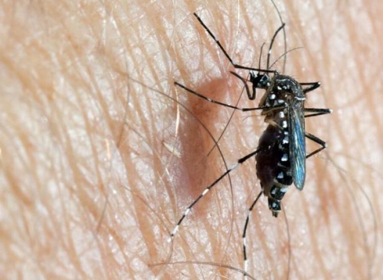 Επικίνδυνα κουνούπια που μεταδίδουν ασθένειες εντοπίστηκαν στη Δρομολοξιά-Οι συστάσεις του Υπ. Υγείας
