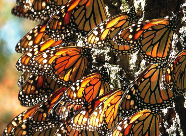 Αμμόχωστος: Απίστευτο θέαμα με χιλιάδες πεταλούδες