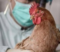 Επ. Αμμοχώστου: Εντοπίστηκαν κρούσματα γρίπης των πτηνών στην Κύπρο - Ανακοίνωση των Κτηνιατρικών υπηρεσιών
