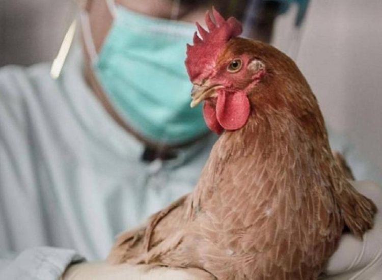 Επ. Αμμοχώστου: Εντοπίστηκαν κρούσματα γρίπης των πτηνών στην Κύπρο - Ανακοίνωση των Κτηνιατρικών υπηρεσιών
