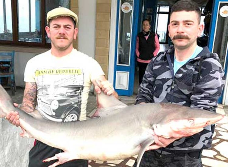 ΚΥΠΡΟΣ: Καρχαρίας πιάστηκε στα δίχτυα ψαράδων