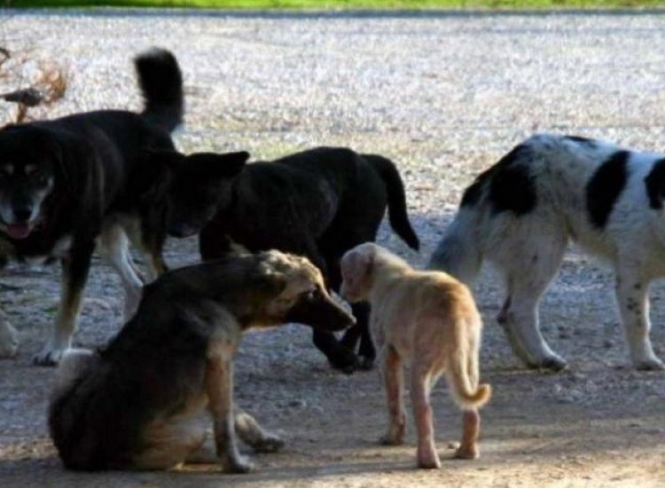«Θερίζει» θανατηφόρος νόσος σε σκύλους στα κατεχόμενα