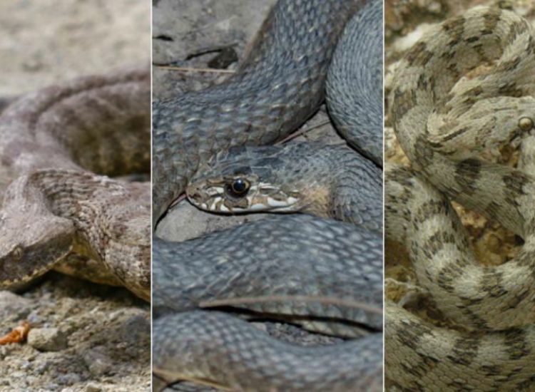 Αυτά είναι τα τρία δηλητηριώδη φίδια που υπάρχουν στην Κύπρο (ΦΩΤΟ)