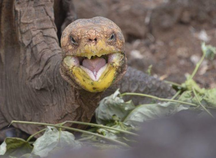 H χελώνα με την αχαλίνωτη σεξουαλική ζωή που έσωσε το είδος της από εξαφάνιση