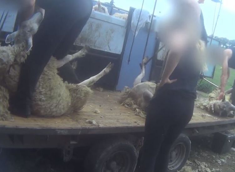 ΣΚΛΗΡΕΣ ΕΙΚΟΝΕΣ: Μπουνιές, κλωτσιές και μαχαιριές σε πρόβατα για να τα κουρέψουν - (VIDEO)