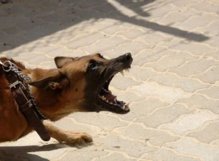 Σκυλί δάγκωσε αστυνομικό στο Γαλάτσι κι εκείνος το σκότωσε
