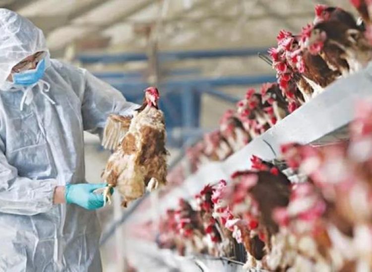 Δρ Καραγιάννης: Πώς μεταδίδεται η γρίπη των πτηνών