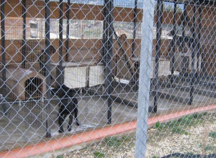 Λιοπέτρι: Άγνωστοι έκλεψαν σκύλους που βρίσκονταν στα κλουβιά
