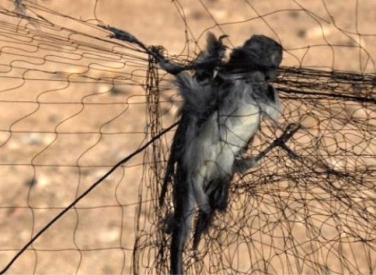 Ξυλοφάγου: Μπαράζ συλλήψεων για παράνομη παγίδευση πουλιών